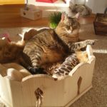 Bettchen für Katzen Liegemulden Indivieduelles Bett für Katzen Kratzbaum massiv