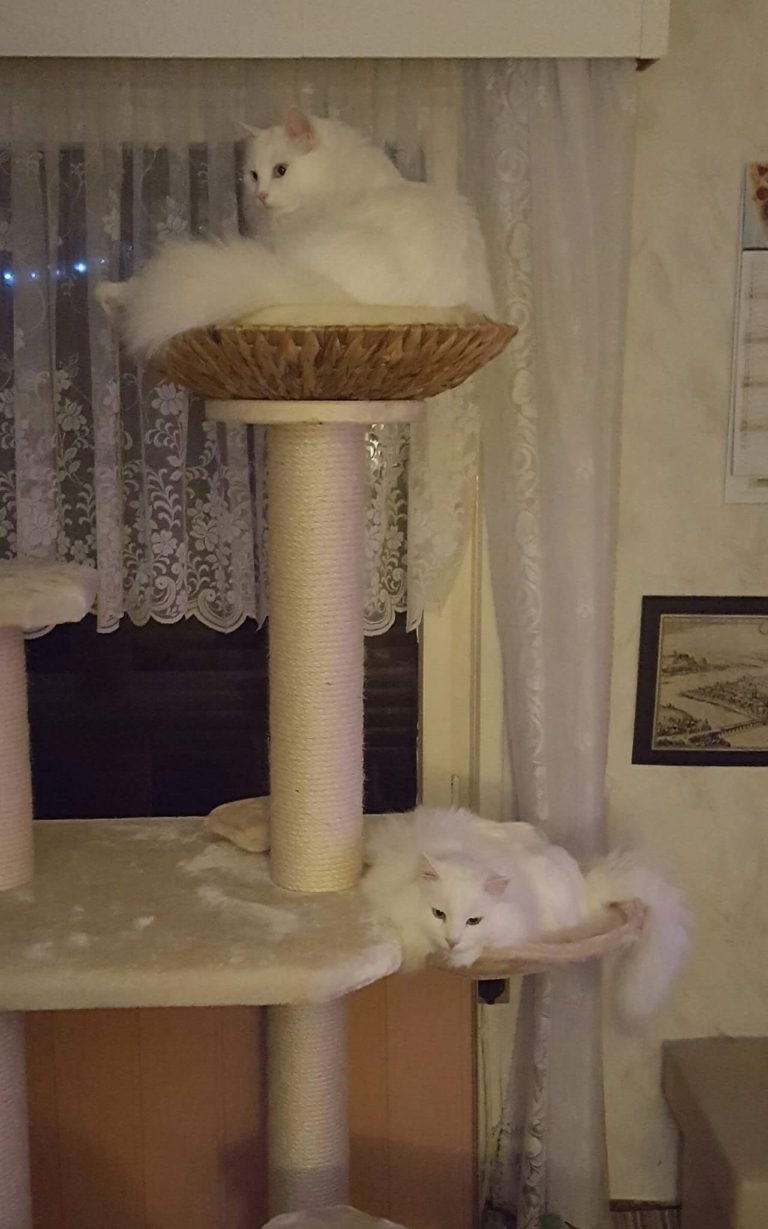 exklusiver kratzbaum