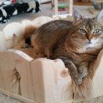 Indivieduelles Katzenbett Bett für Katzen Kuschelbettchen Plüschbett