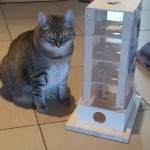Intelligenzspiel Katzenspiel