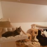 Katzenbett für die Wand