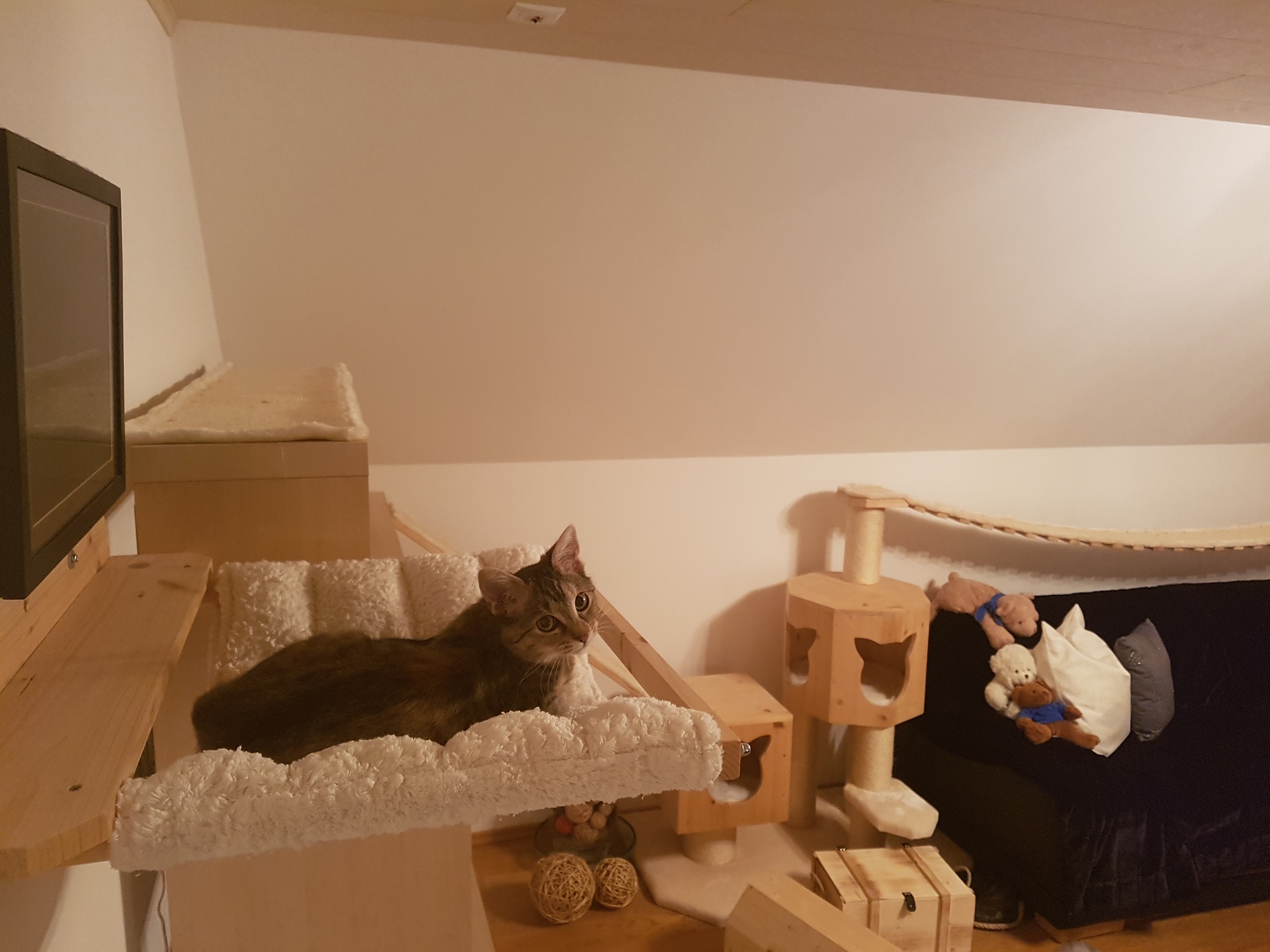 Katzenbett für die Wand