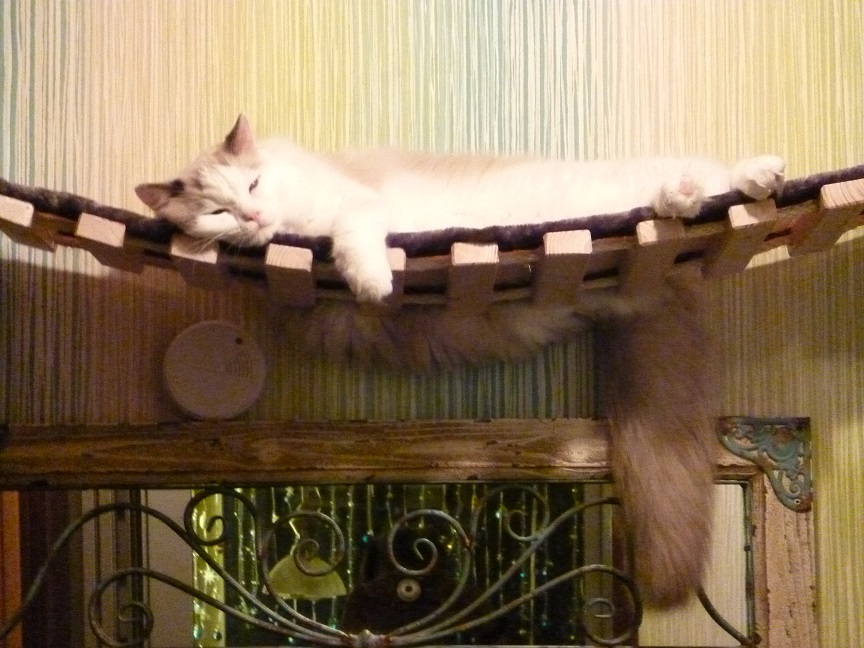 Katze schläft auf der Hängebrücke so bequem
