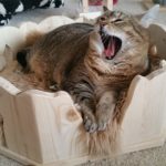 Kuschelbettchen für Katzen Liegemulde für Katzen Schlafplatz Kratzbaum stabil