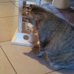 Spiel für Katzen