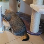 Spiel für Katzen stabil