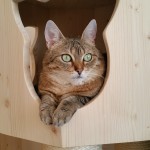 Stabile Höhle für Katzen