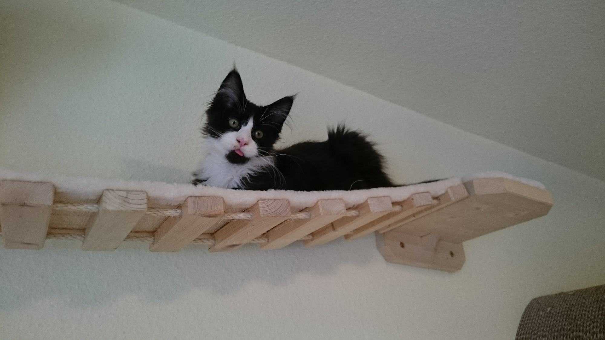 Catwalk Hängebrücke für Katzen, Wandkratzbaum, Kratzbaum Massiv
