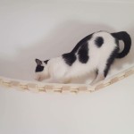 Kletterbrücken Hängebrücken für Katzen