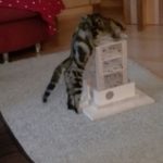 Intelligenzturm für Katzen