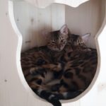 Höhle für Katzen aus Holz
