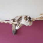 Hängebrücken für Katzen