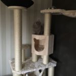 Kratzbaum stabil für schwere Katzen