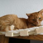 Hängebrücke für Katzen 
