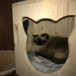 Holzhöhle für Katzen mit Kissen