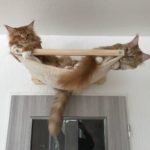 Wandhalterung für Katzen