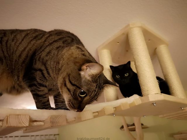 Deckenhalter für Katzen