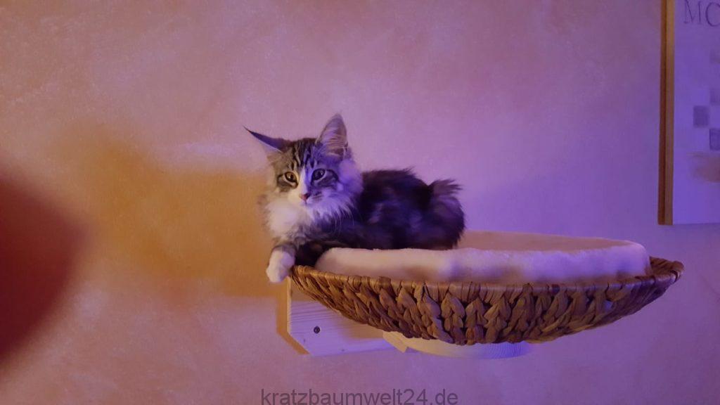 Katzenkorb Liegeschale für die wand für Katzen Lieblingsschlafplatz für