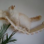Kletterwand für Katzen