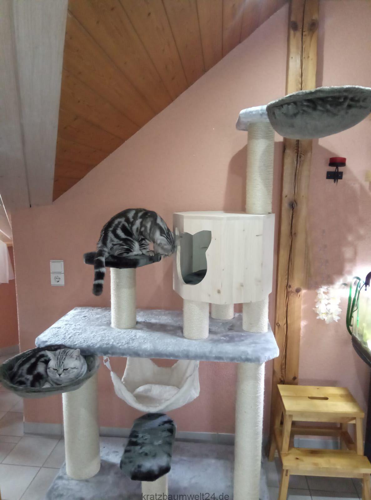 Individueller Kratzbaum Maßanfertigung für Katzen Katzenmöbel ... - InDiviDueller Kratzbaum Ma%C3%9Fanfertigung F%C3%BCr Katzen Katzenm%C3%B6bel Rassekatzen Stabiler Kratzbaum