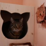 Holzhöhle für Katzen