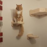 Catwalk für katzen kaufen - Wählen Sie dem Sieger
