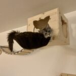 Kletterlandschaft für Katzen