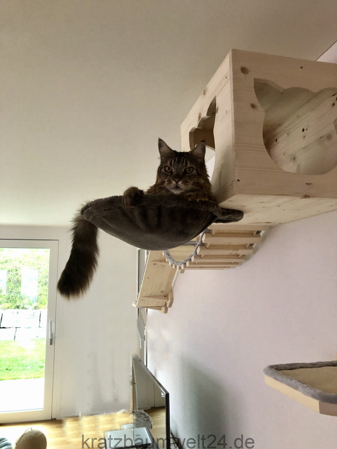 Kletterwand für Katzen Katzenmöbel aus Holz Exklusivmöbel Main Coon ... - KletterwanD Fuer Katzen Katzenmoebel Aus Holz Exklusivmoebel Main Coon Hangebruecke Fuer Kattzen WanDkratzbaum Kaufen 1152x1536 Kletterwand für Katzen Katzenmöbel aus Holz Exklusivmöbel Main Coon ... - KletterwanD Fuer Katzen Katzenmoebel Aus Holz Exklusivmoebel Main Coon Hangebruecke Fuer Kattzen WanDkratzbaum Kaufen 1152x1536