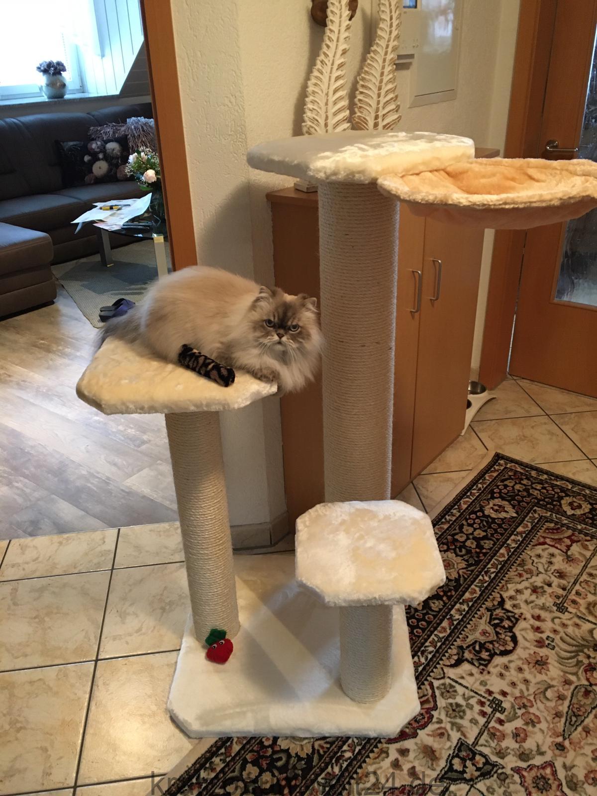 Individuelle Katzenmöbel, Kratzbaum stabil, Sisalstamm, Liegemulde ... - InDiviDuelle Katzenmoebel Kratzbaum Stabil Sisalstamm LiegemulDe Katzenbaum XXL Stamm Individuelle Katzenmöbel, Kratzbaum stabil, Sisalstamm, Liegemulde ... - InDiviDuelle Katzenmoebel Kratzbaum Stabil Sisalstamm LiegemulDe Katzenbaum XXL Stamm