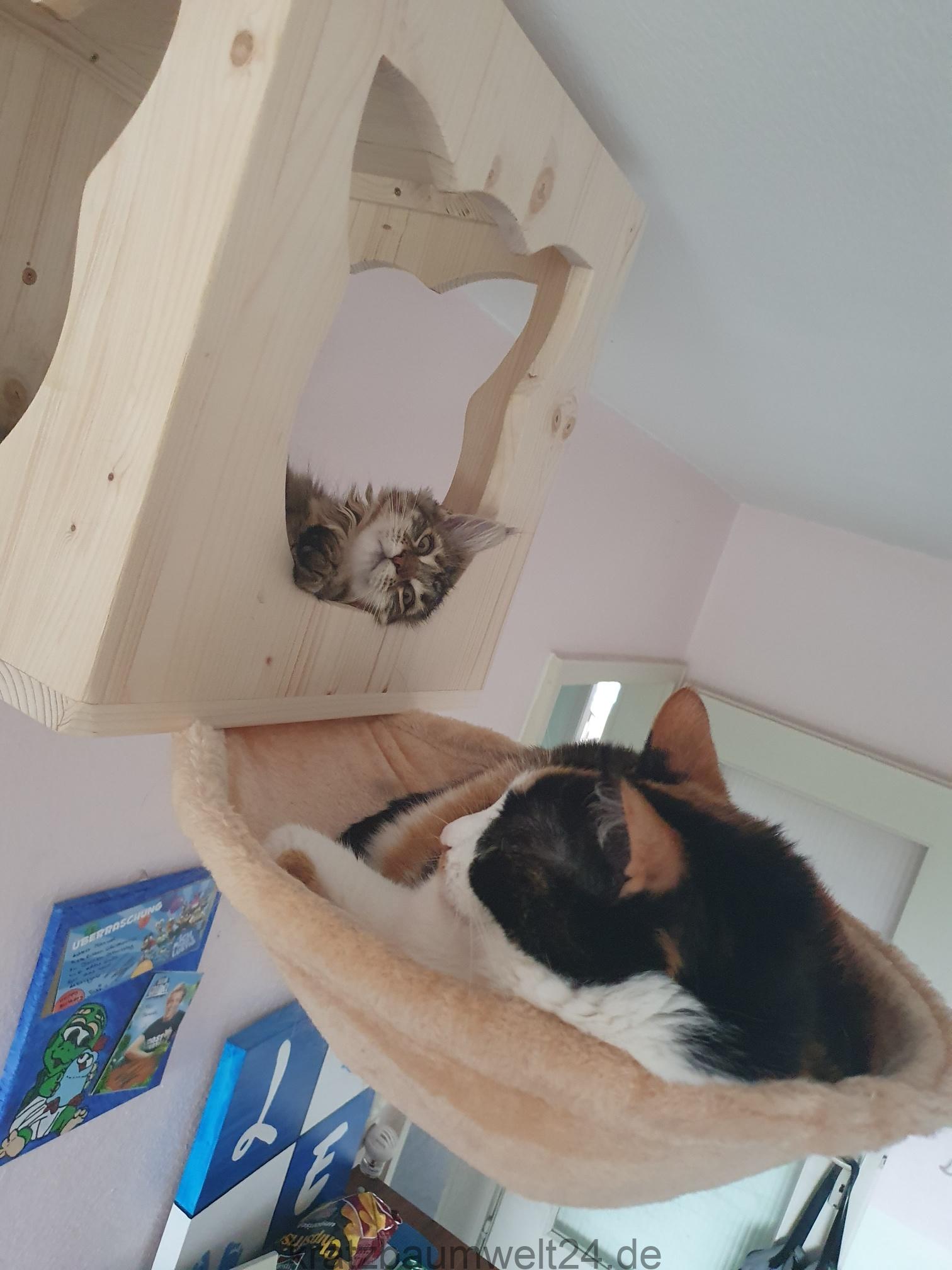 Katzenmöbel stabil aus Holz, Holzhöhle für Katzen, Liegekissen für ... - Katzenmoebel Stabil Aus Holz Holzhoehle Fuer Katzen Liegekissen Fuer Katzen Holzmoebel Fuer Katzen Katzenmöbel stabil aus Holz, Holzhöhle für Katzen, Liegekissen für ... - Katzenmoebel Stabil Aus Holz Holzhoehle Fuer Katzen Liegekissen Fuer Katzen Holzmoebel Fuer Katzen