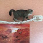 Klettersystem Katze