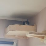 Wandbettchen für Katzen