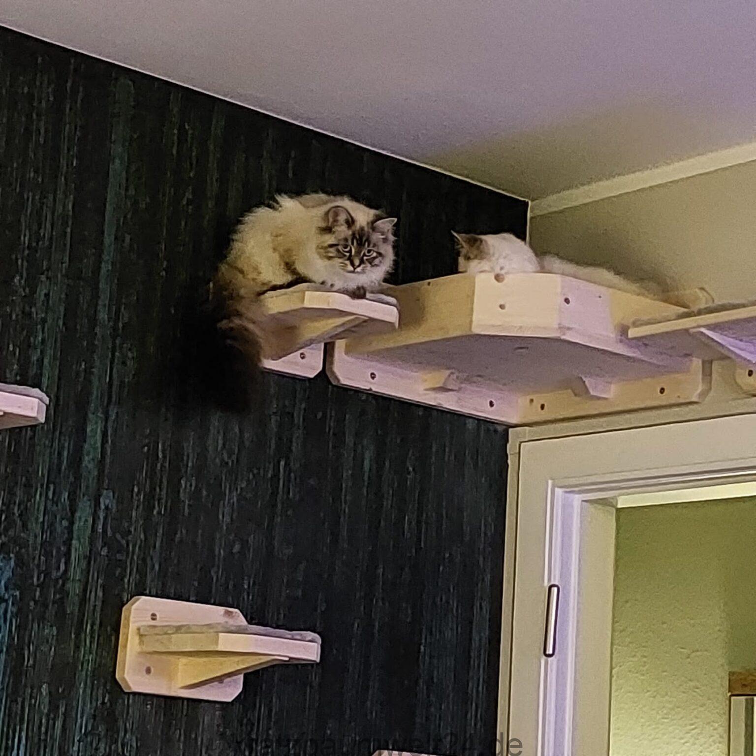 Eckbettchen für Katzen