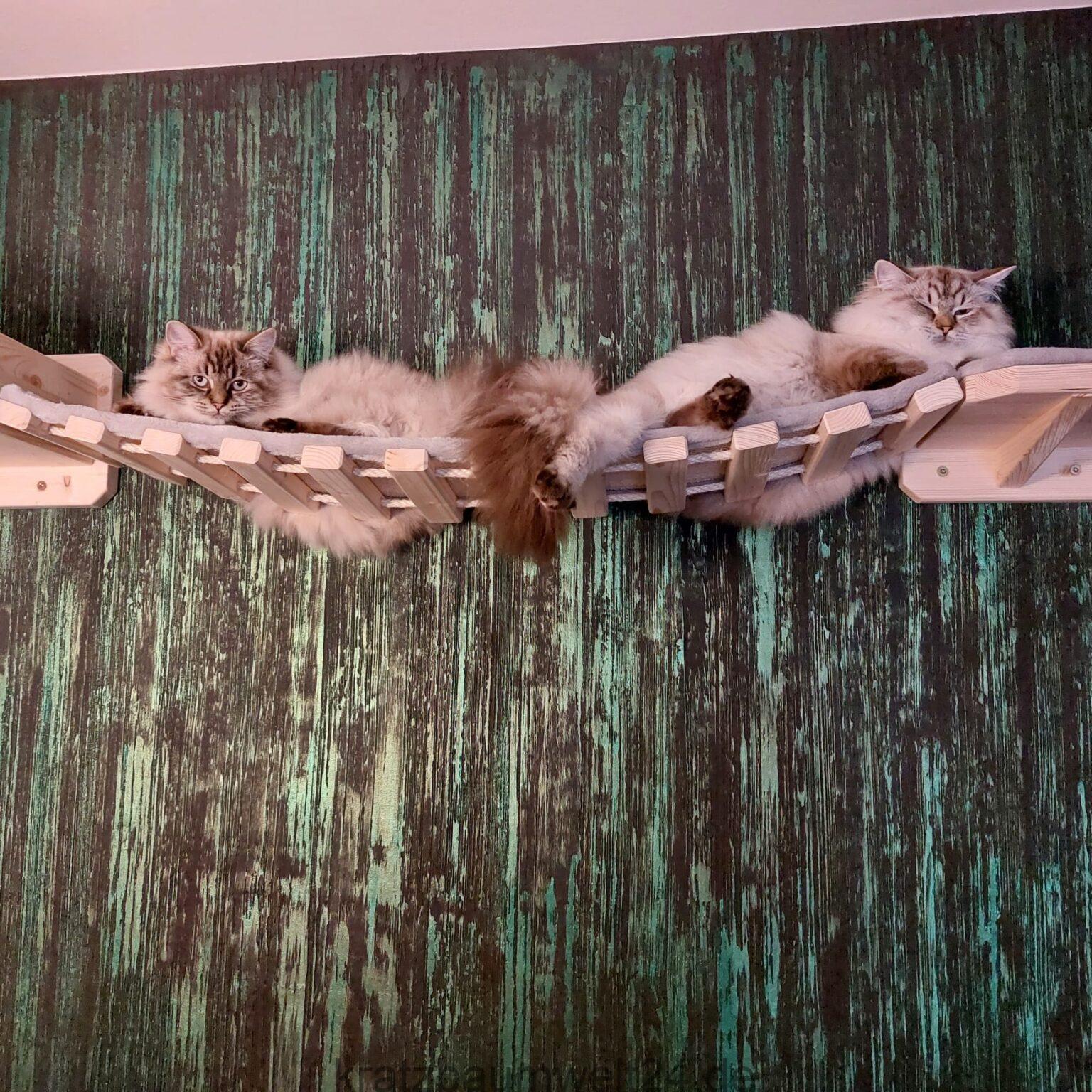 Hängebrücke für Katzen