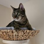 Katzenkorb