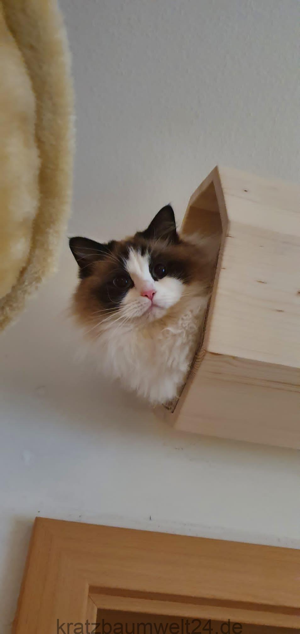 Katzen Spielzeug Katzentunnel Mit Katzenbett Aus Plüsch - Donut