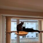 Liegemulde für Katzen