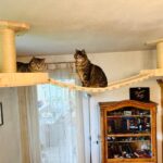 Deckenkonstruktion für Katzen