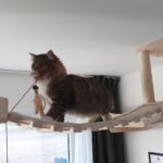 Deckenlandschaft für Katzen