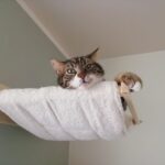 Hängematte für Katzen