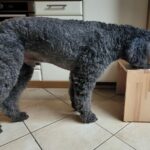 Hundefuttertisch