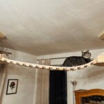 Katzen Kletterlandschaft