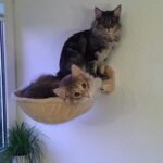 Katzenbett Liegemulde