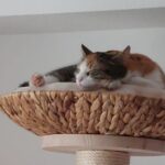 Katzenkorb