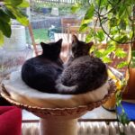 Katzenkorb