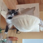 Katzenmulde