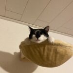 Katzenmulde