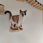 Katzenstufe