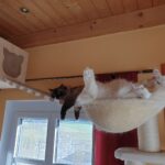 Kletterlandschaft für Katzen