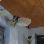 Klettersystem für Katzen